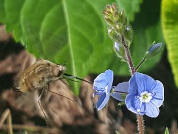 Close-up of flowers