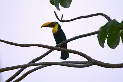 Low angle view of bird perching on tree against clear sky