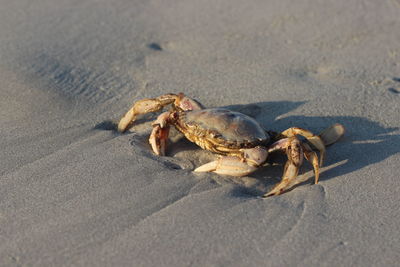 Close-up of crab on beach