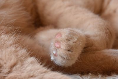 Cropped image of cat paw