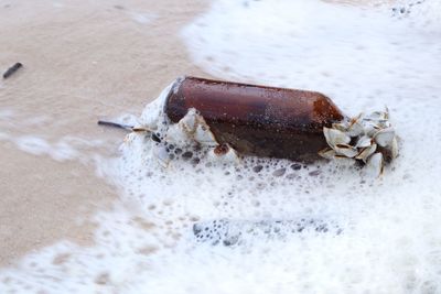 Close-up of crab in water