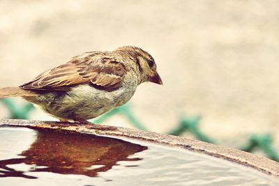 Close-up of a bird