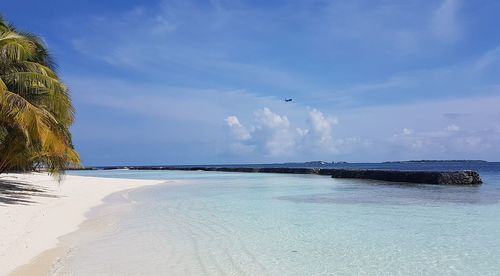 Birds flying over beach against sky