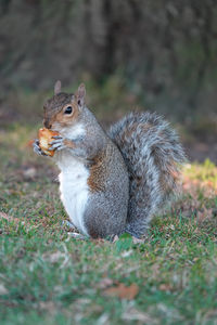 Close-up of squirrel with food on grass 