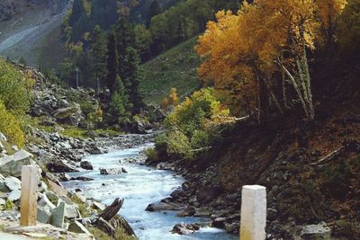 Scenic view of forest