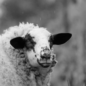 Close-up portrait of cow