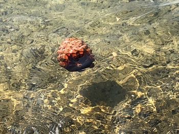 High angle view of shell on beach