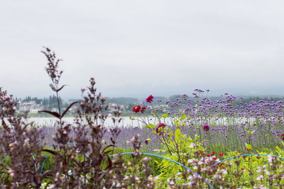 Close-up of flowering plants on field against sky