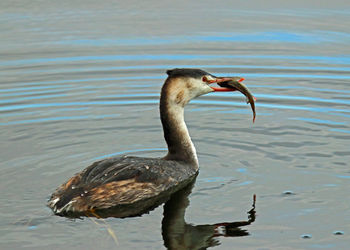 Duck on lake