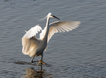 White heron flying over lake