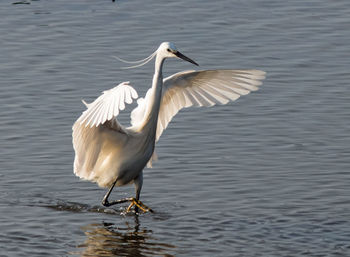 White heron flying over lake