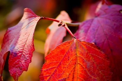 Close-up of red maple leaves