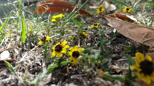 Close-up of yellow flowers