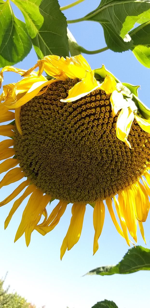 CLOSE-UP OF YELLOW SUNFLOWER