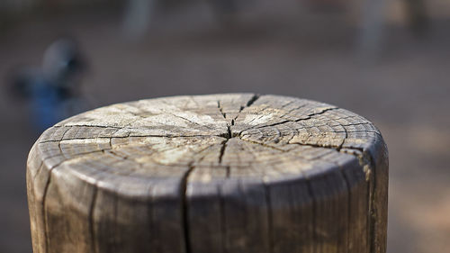 Close-up of tree stump