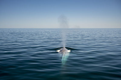 Mexico, baja california, blue whale (balaenoptera musculus) breaching in sea of cortes