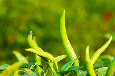 Close-up of fresh green plant in field
