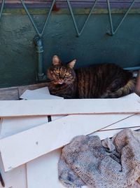 High angle portrait of cat resting on floor