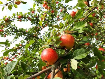 Low angle view of apples on tree