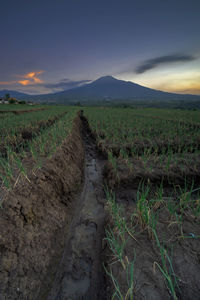 Dirt road amidst field against sky during sunset