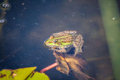 Close-up of frog on lake