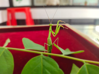 Close-up of insect on plant