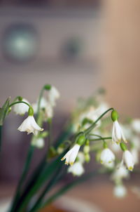 Close-up of white flowering plant