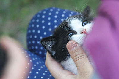 Close-up of hand holding kitten