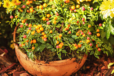 Potted solanum plant with berries. at the harvest festival.seasonal autumn flowers.