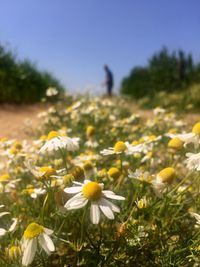 Close-up of yellow flowering plants on field