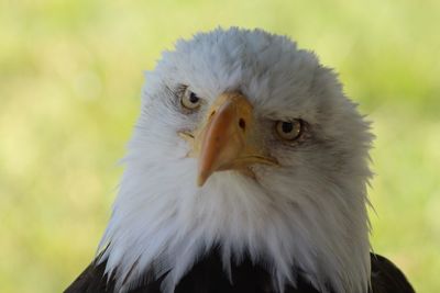 Close-up portrait of eagle