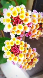 Close-up of yellow flowers blooming outdoors