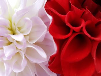 Full frame shot of red flower