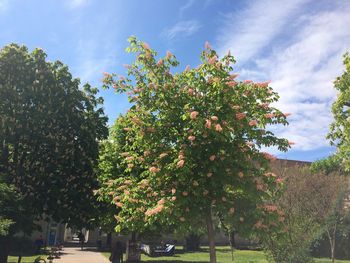 Trees and plants against sky