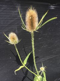 High angle view of flowering plant