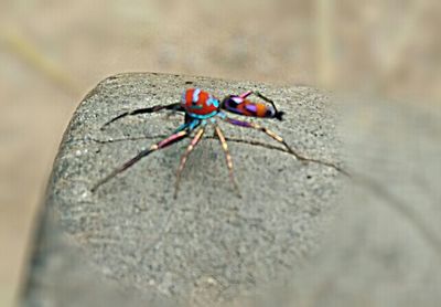 Close-up of insect