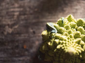 Close-up of romanesco cauliflower on table