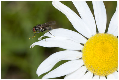 Close-up of bee on flower