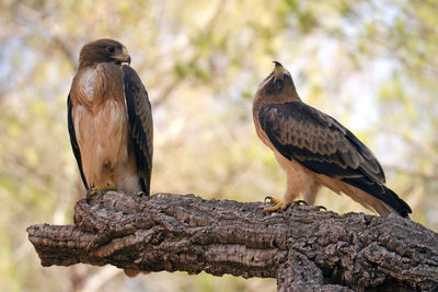 Close-up of birds perching on wood