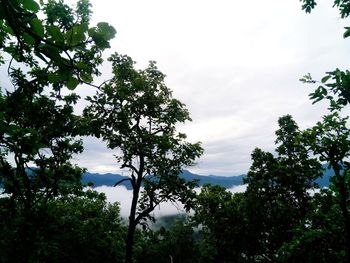 Low angle view of trees against sky