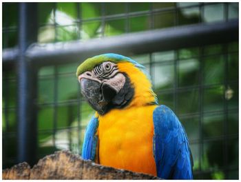 Close-up of a bird perching on wood