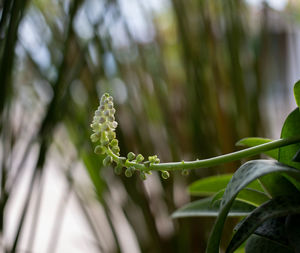 Close-up of raindrops on plant