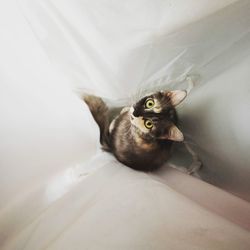 High angle portrait of cat relaxing on bed
