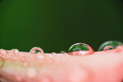 Close-up of water drop on leaf against green background