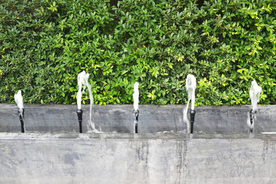 Trees and plants growing in farm