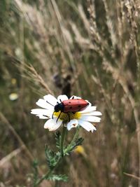 Butterfly pollinating on flower