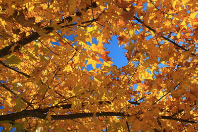 Low angle view of maple tree