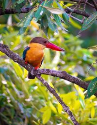 Close-up of bird perching on branch