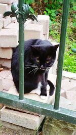 Portrait of black cat sitting on wood