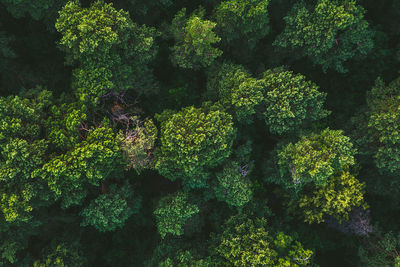 High angle view of moss growing on land